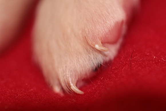 Baby Claw