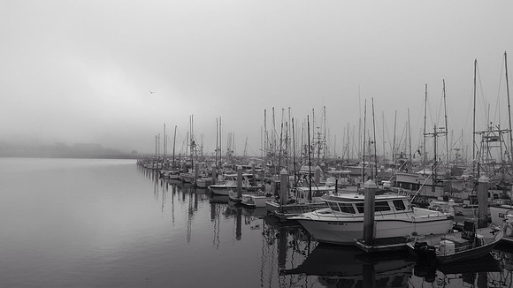 Fog Harbor