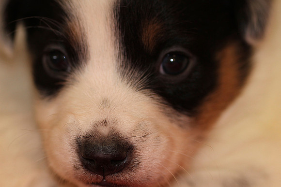 Puppy Nose