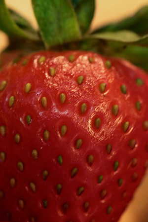 Strawberry Fields 5
