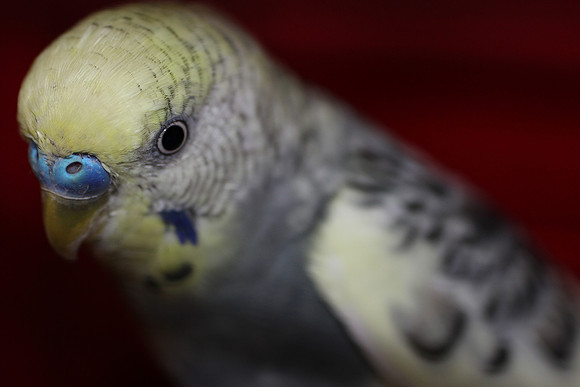 Feather Friend