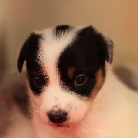 More Puppy Love