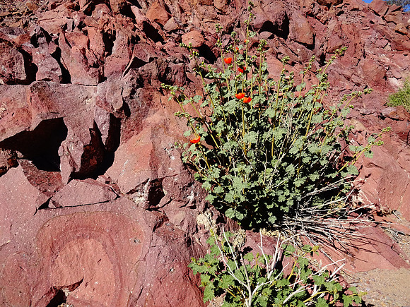 outcropping