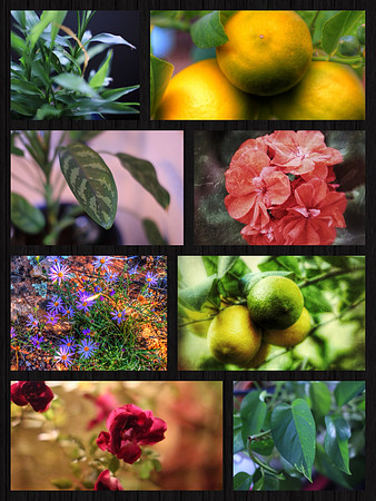 Fruit And Flower Collage