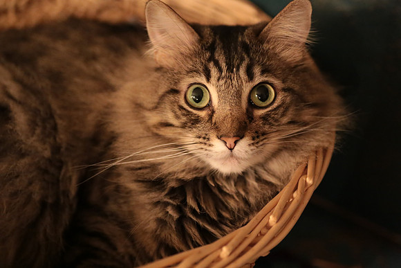 Green Eyes