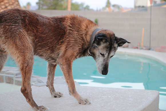 Summer Pool Fun