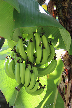 Bunch O Bananas