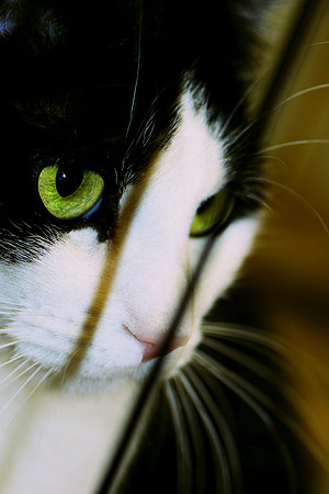 Please think of your local animal shelter!