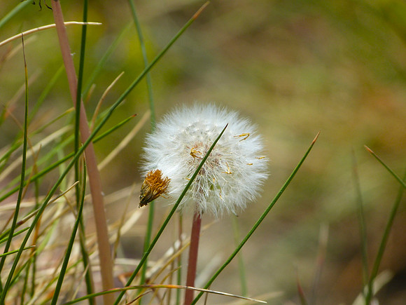 Dandelion Whispers