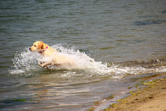 Sam Fetches