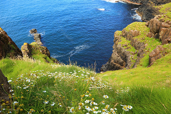 Coastal Daisies