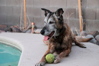 Pets We Love