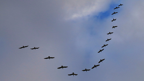 Birds of a Feather