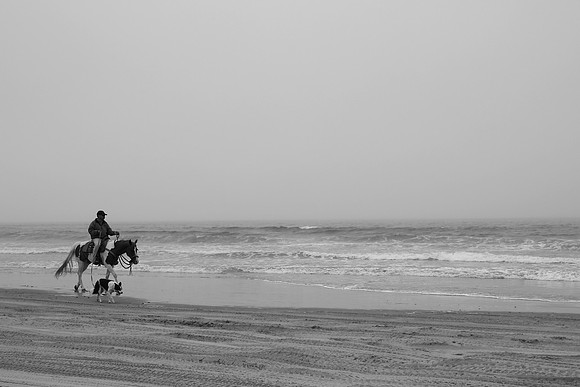 Dog Walker