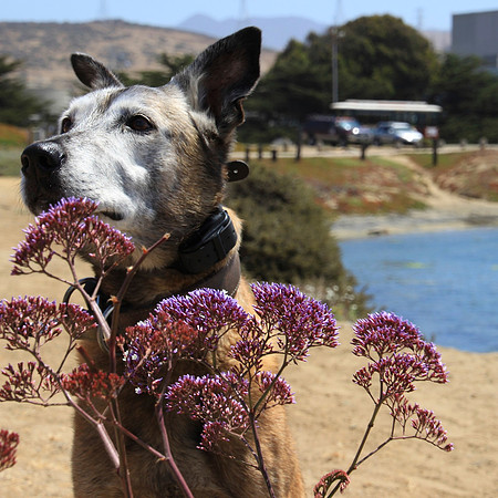 Barry Smells the Flowers