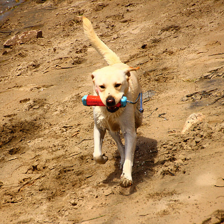Sam Retrieves