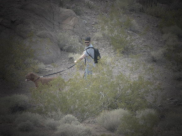 Desert Dog Walker