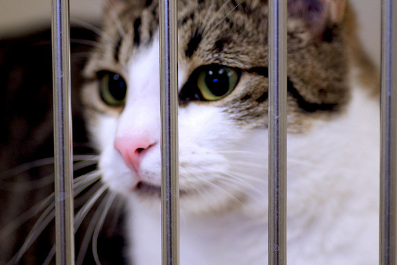 Please think of your local animal shelter!
