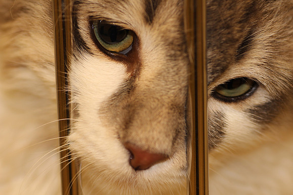 Please think of your local animal shelter!