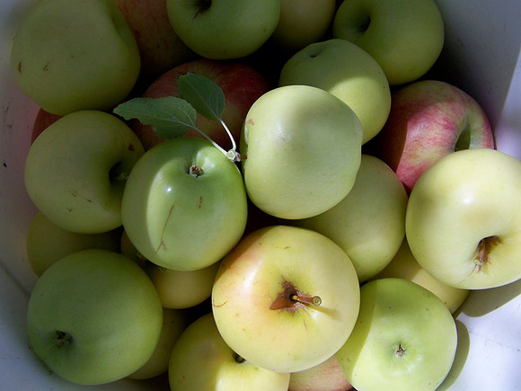 Afternoon Apple Orchard