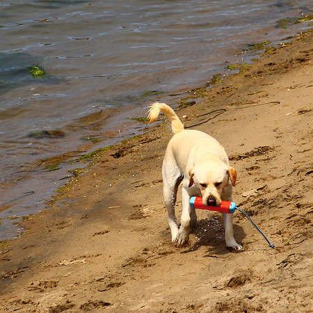 Sam At Morro Bay
