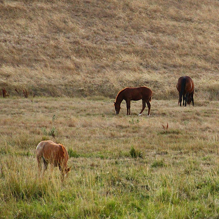 Three in The Field