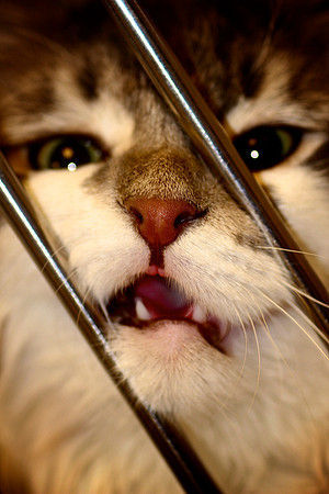 Growl