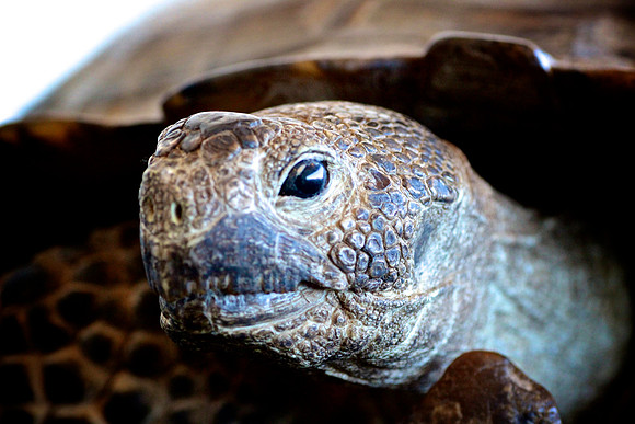 Tortoise