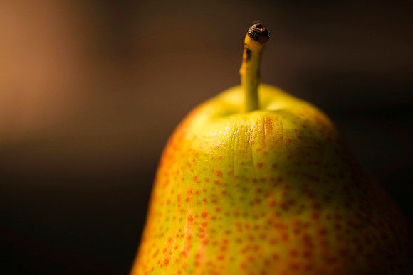 Harvest Pear 4