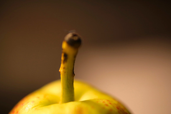 Harvest Stem
