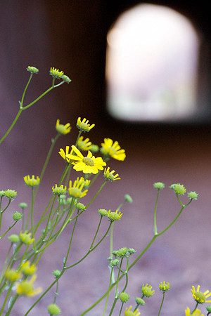 Yellow Blooms by the Tunnel