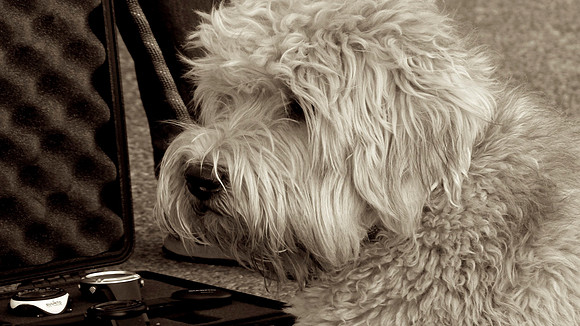 Shaggy D.A.