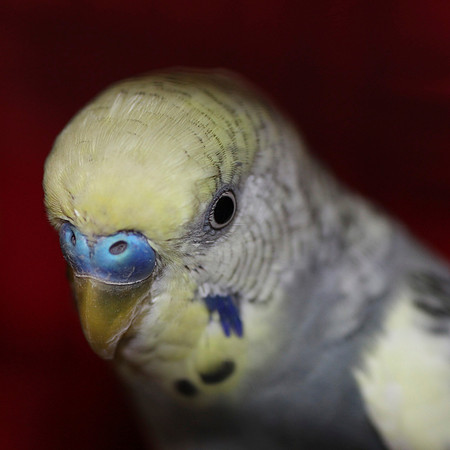 Keet