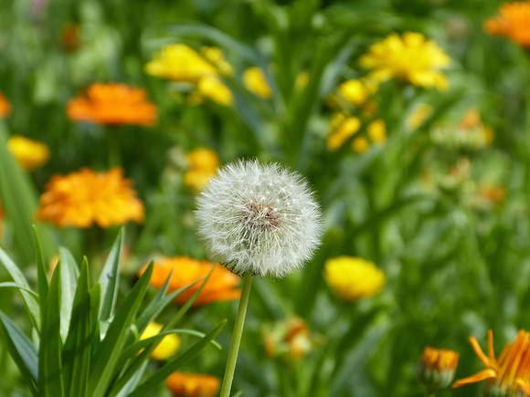 Dandelion Sings