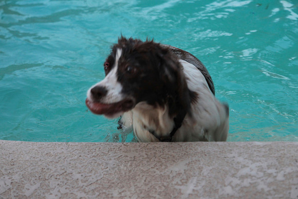 Diver