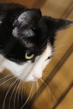 Tuxedo