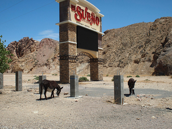 Burro And Sign