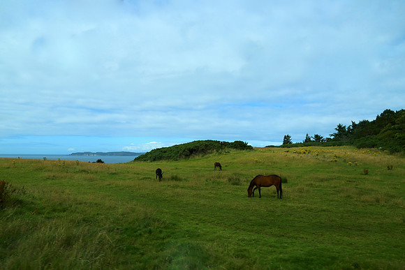To Pasture In Ireland
