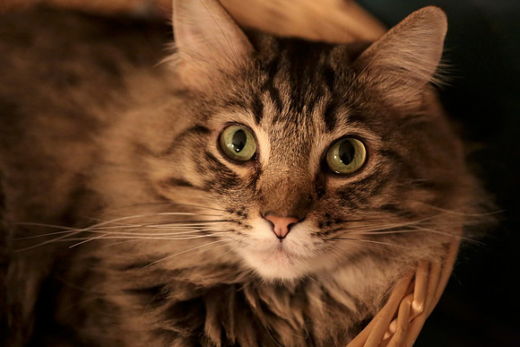In A Basket