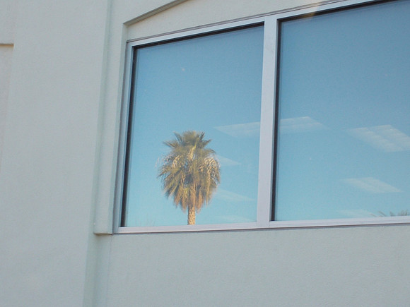 Desert Palm Window