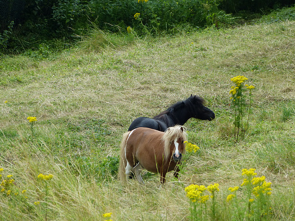 Bonnie and Ginny