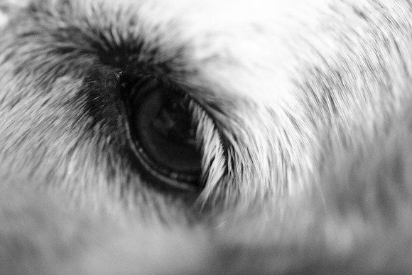 Eyeful