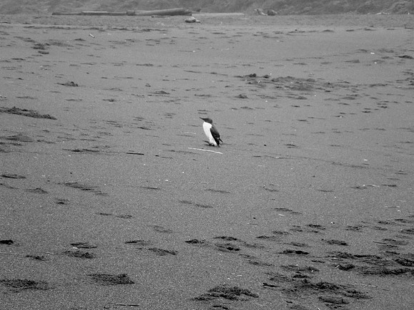 Left Behind