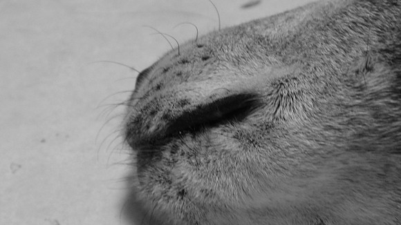 Muzzle