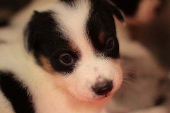 Shelter Puppy