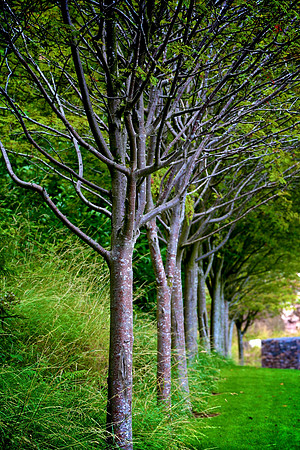 Along The Treeline