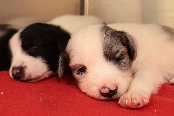 Resting Babies