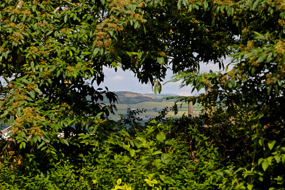 Hedge Frame