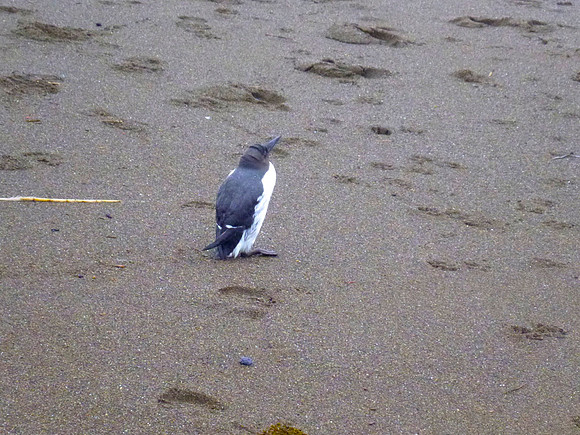Ill Bird