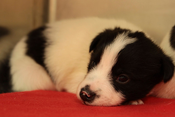 Nappy Puppy